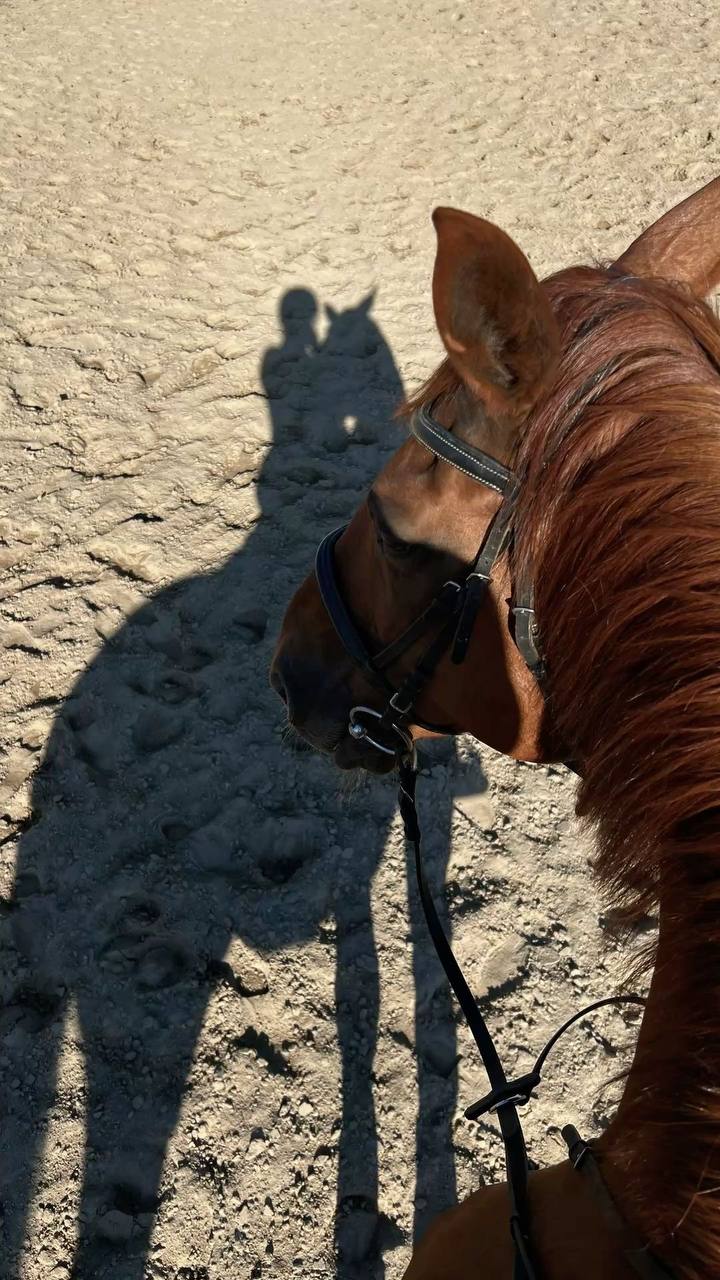 نهى عزام